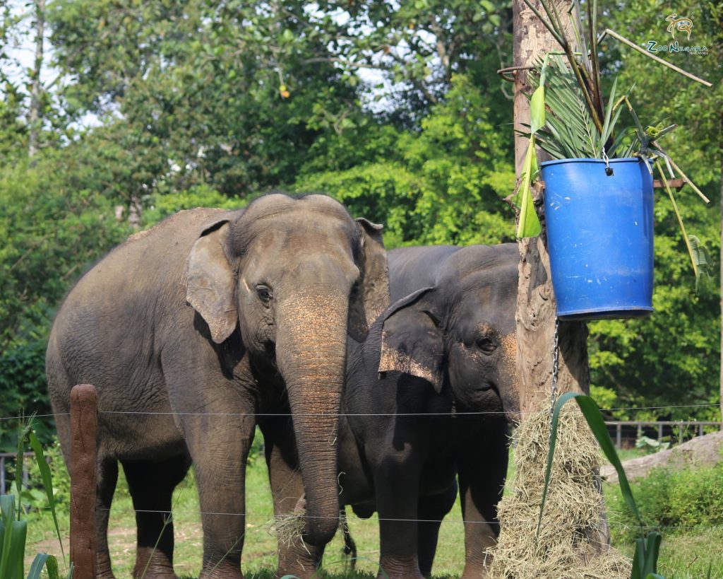 Hyperack Donate to Zoo Negara Malaysia